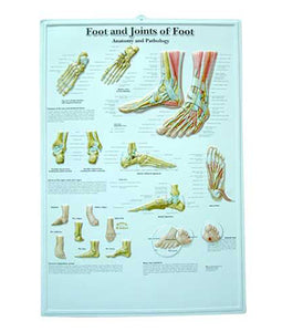 Foot & Joints of Foot Medical Chart - Tredan Connections