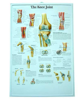 The Knee Joint Medical Chart - Tredan Connections